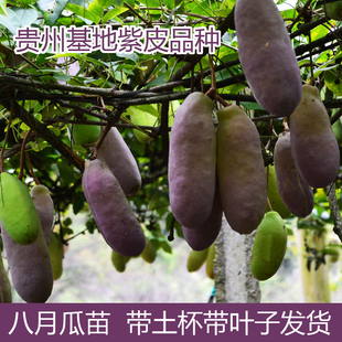 八月瓜果苗紫皮八月炸树苗三叶木通果树带土杯带叶贵州发货