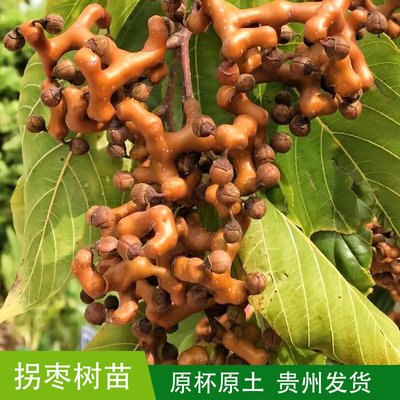 贵州拐枣树苗金钩梨树苗