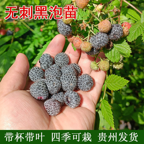 多年生带土带叶树莓贵州发货