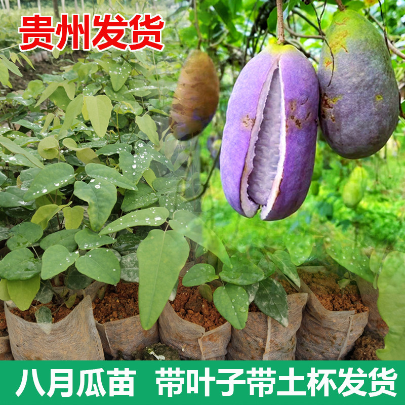 八月瓜果苗紫皮八月炸树苗三叶木通果树带土杯带叶贵州发货