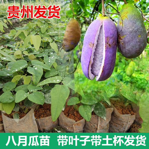 八月瓜果苗紫宝三号八月炸树苗三叶木通果树带土杯带叶贵州发货