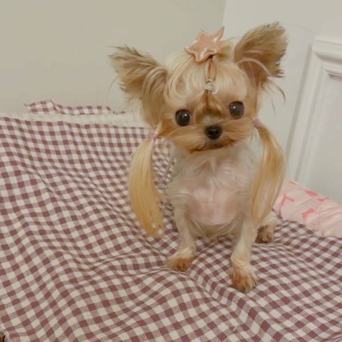 约克夏活体包健康幼犬纯种长毛犬超小体约克夏犬金头银背成宠物狗