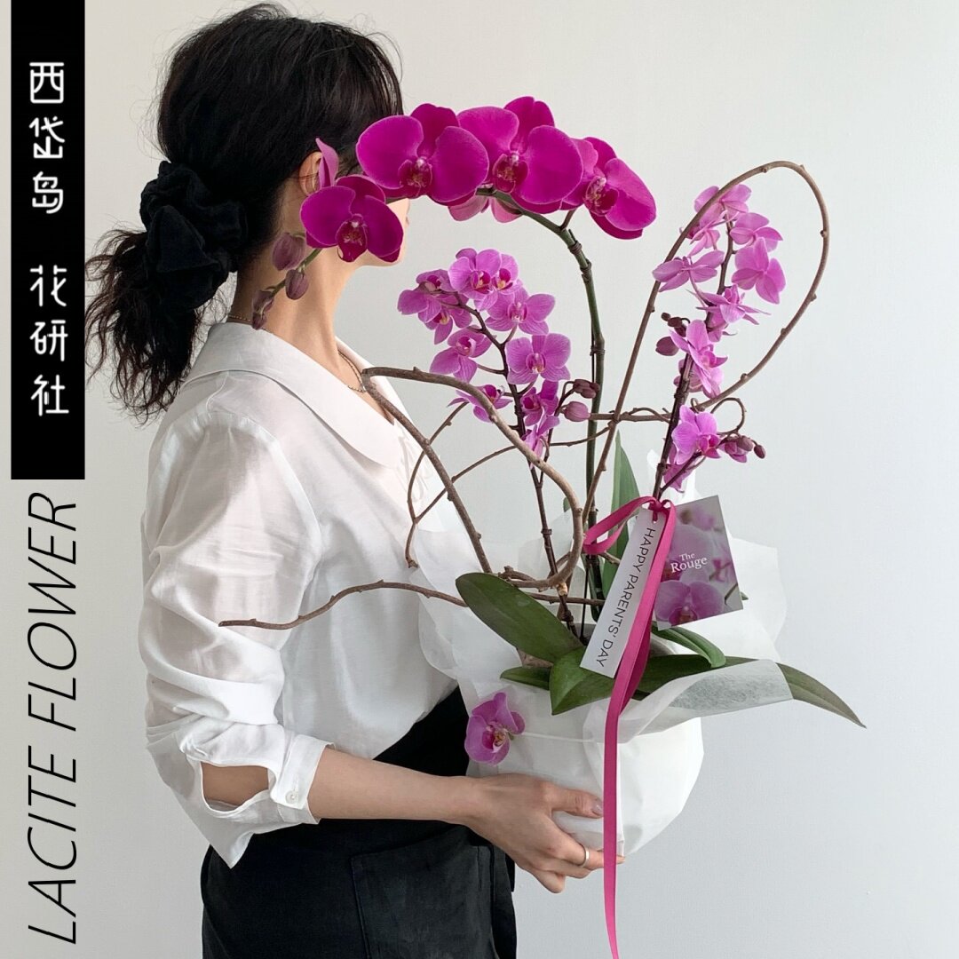 西岱岛北京同城配送教师节花卉乔迁送礼玫红蝴蝶兰盆栽植物伴手礼