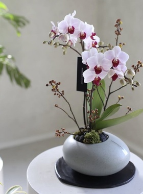 西岱岛北京同城配送2026年宵花祝福送礼进口盆搭蝴蝶兰盆栽植物