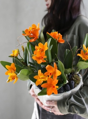 西岱岛北京同城鲜花速递石斛兰5株组合花卉盆栽绿植乔迁