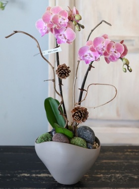 西岱岛北京同城配送2026年宵花祝福送礼进口盆搭蝴蝶兰盆栽植物