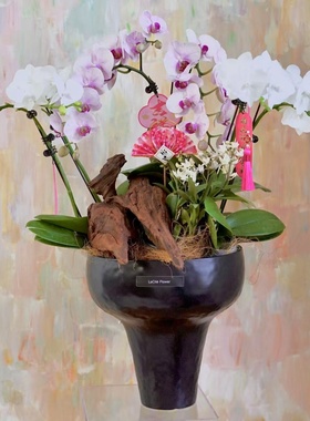 西岱岛北京同城配送年宵花祝福送礼加高盆搭组合蝴蝶兰盆栽植物