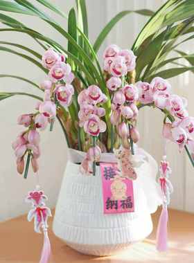 西岱岛北京同城配送年宵花送礼进口大花蕙兰盆栽植物过年可送