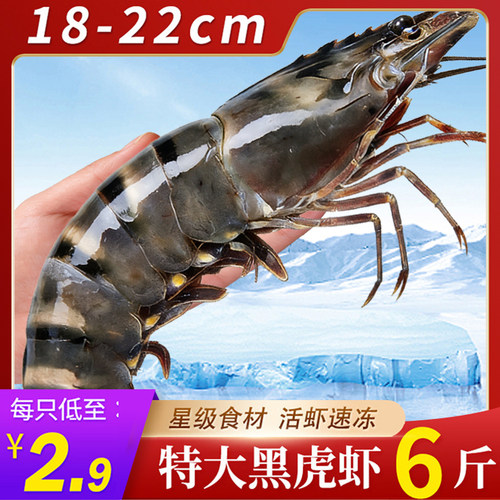 特大号无冰黑虎虾鲜嫩肉肥