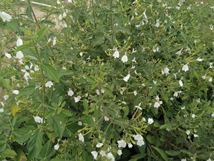 新鲜白鹤灵芝草500克，