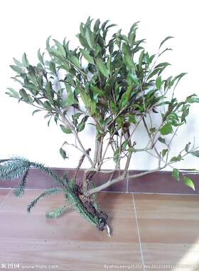 杉树鞘花寄生 寄生果 杉寄生 杉木鞘花寄生 切片新鲜品500