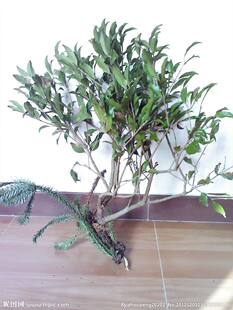 杉树鞘花寄生 寄生果 杉寄生 杉木鞘花寄生 切片新鲜品500