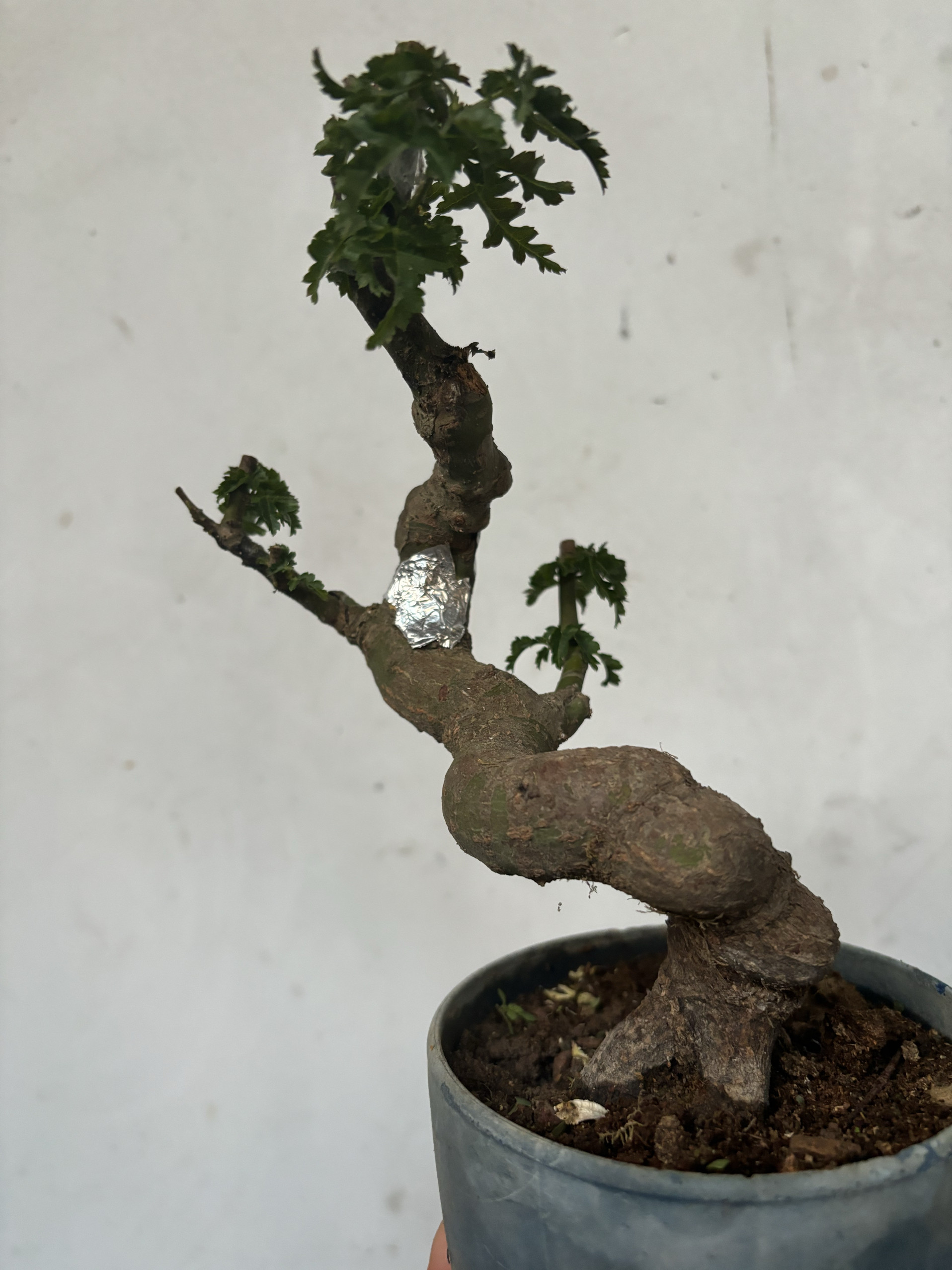 狮子头枫树盆景