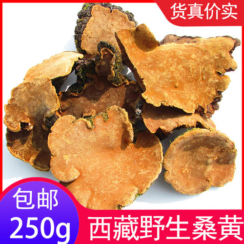 西藏野生桑黄批发肝炎