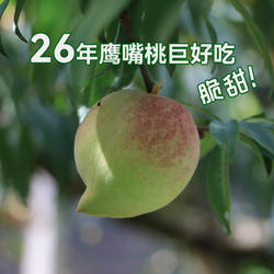 鹰嘴蜜桃特大果好吃正宗云南蒙自开远新鲜硬脆纯甜新鲜水果老品种