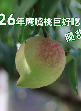 鹰嘴蜜桃特大果好吃正宗云南蒙自开远新鲜硬脆纯甜新鲜水果老品种