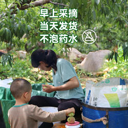 鹰嘴蜜桃正宗新鲜脆纯甜云南开远大水果老品种蒙自非广东连平河源