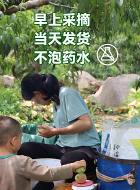 水蜜桃脆甜蒙自产地亲自发货便宜