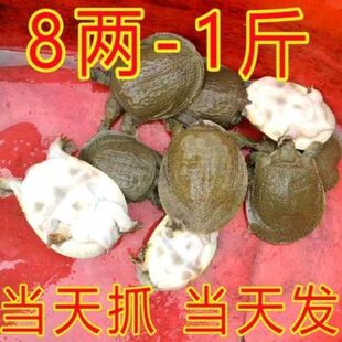 9两1只外塘冷水小甲鱼苗中华鳖苗养殖卤味甲鱼王八童子鳖水鱼大苗