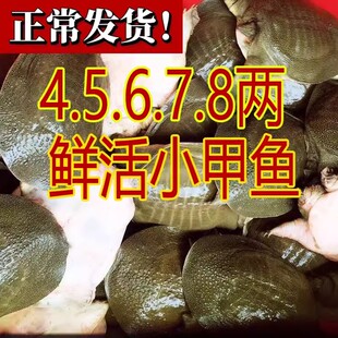2-9两外塘小甲鱼苗鲜活体中华鳖苗小水鱼团鱼王八放生散养套养殖