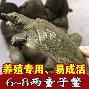 6两1只外塘甲鱼苗成活率高易放养鲜活新鲜食用便宜甲鱼大苗清野塘