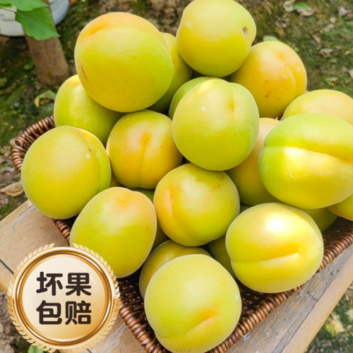 顺丰包邮新鲜金太阳大黄杏水果