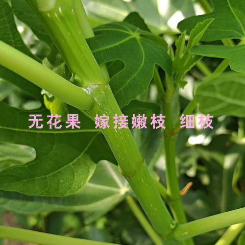 无花果 嫁接嫩枝  三芽   不会嫁接的别拍  枝条很嫩  甚至比较软