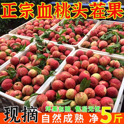 原生态血桃水果净重5斤新鲜桃子