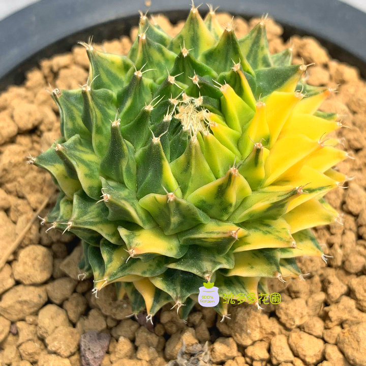 实生帝冠一物一拍仙人掌帝冠锦一物一拍帝冠仙人球多肉植物绿植盆