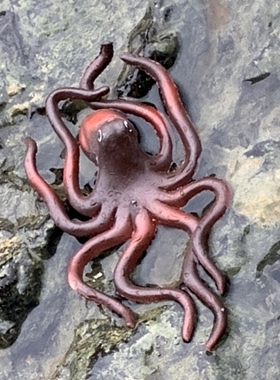 软胶仿真章鱼假八爪鱼超市卖海鲜摆件幼儿园儿童玩具海洋动物模型