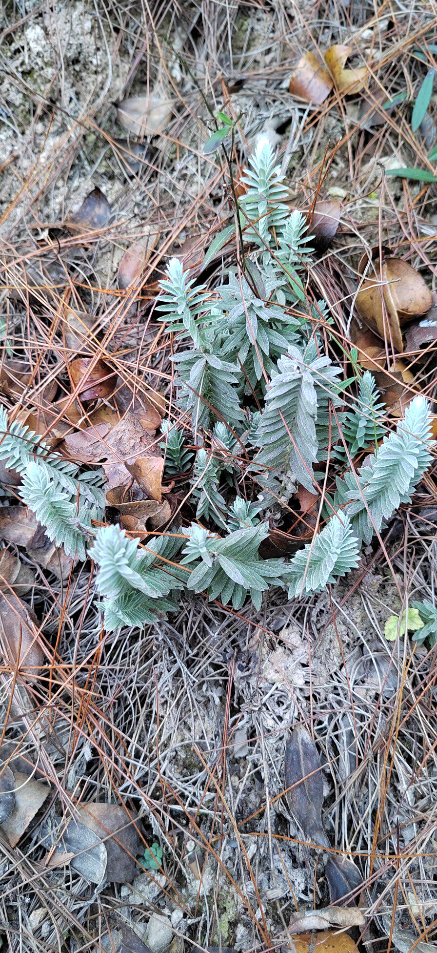 沙氏鹿茸草千年霜  六月霜 千年艾 千重塔现采现发
