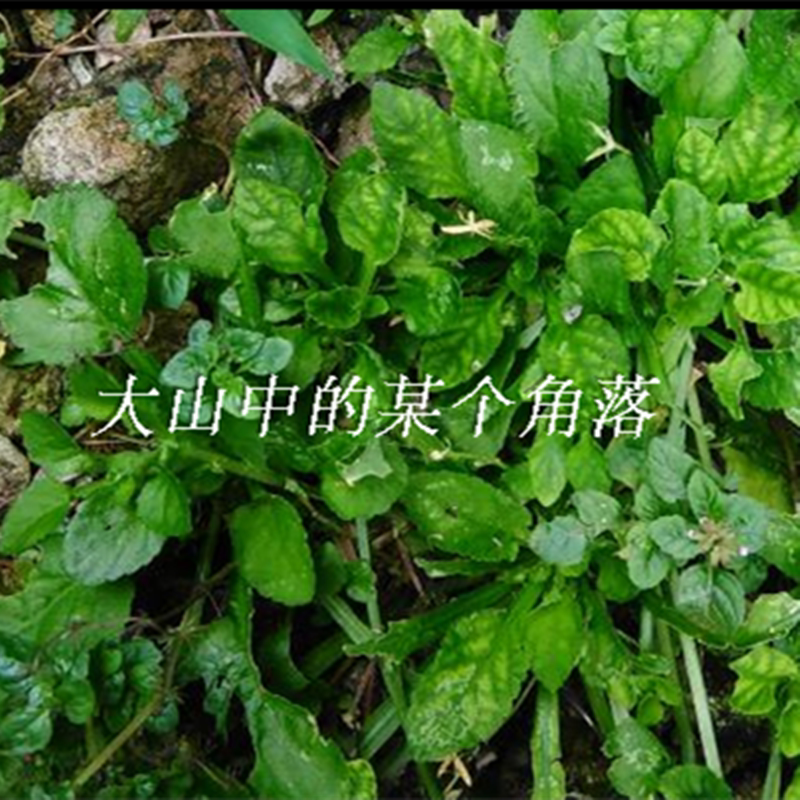 草药匍伏蓳 抽脓白 秋脓白白花犁头草白花地丁白花堇菜