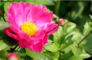 原生杭白芍芍药白芍根白芍苗