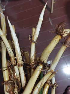 茭白根现挖现发根的颜色与季节性有关500克