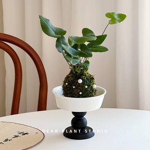 亲爱的绿植心愿蕨苔藓球公室桌面盆栽水培创意趣味微景观盆景植物