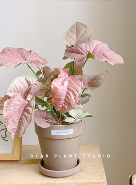 亲爱的绿植 ins粉色恋人合果芋粉锦粉箭室内桌面花卉盆栽四季植物