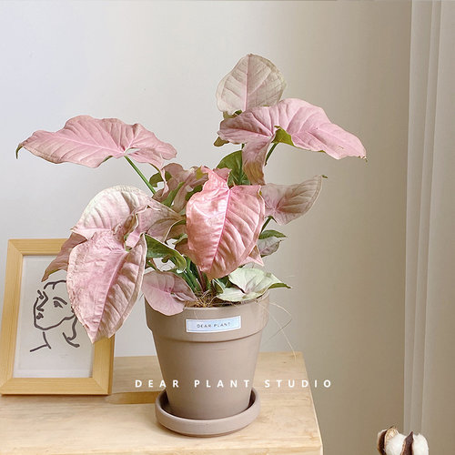 亲爱绿植ins粉色恋人合果芋桌面