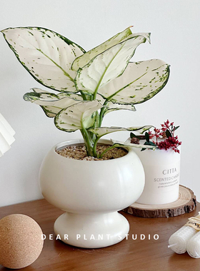 室内盆栽观叶植物白象如意净化空气办公室居家好养万年青绿植盆景