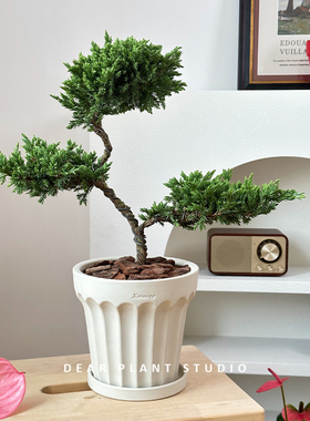 亲爱的绿植三塔松耐阴绿植盆景乔迁客厅室内好养常绿造型植物盆栽