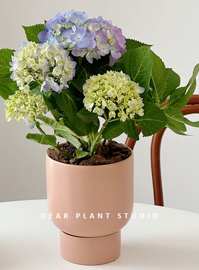 亲爱的绿植 绣球花盆栽老桩四季开花卉办公室内外带花苞好养阳台