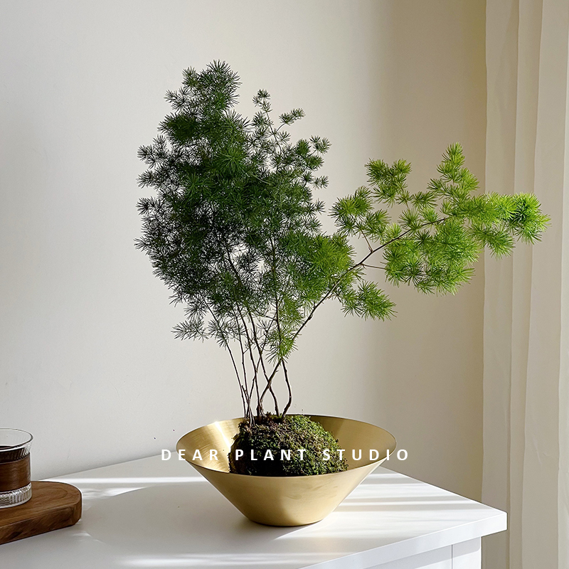 蓬莱松室内净化空气观叶桌面绿植