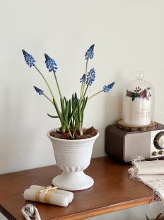 亲爱 绿植进口葡萄风信子室内小盆栽年宵花耐旱耐寒好养新手小白