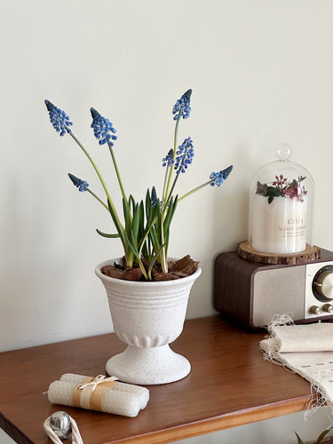 进口葡萄风信子室内小盆栽