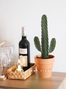 亲爱的绿植万岁山仙人掌科植物四季中华掌办公室内桌面多肉小盆栽