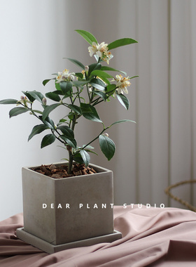 亲爱的绿植 香水柠檬树盆栽阳台办公室内桌面去甲醛植物好养四季