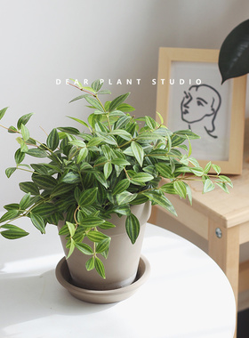 亲爱的绿植钻石翡翠植物白脉椒草吊兰盆栽室内桌面卧室办公室植物