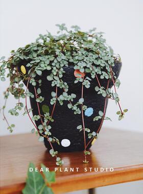 亲爱的绿植 bb草冷水花垂吊盆栽观叶绿植室内办公桌面花卉小植物