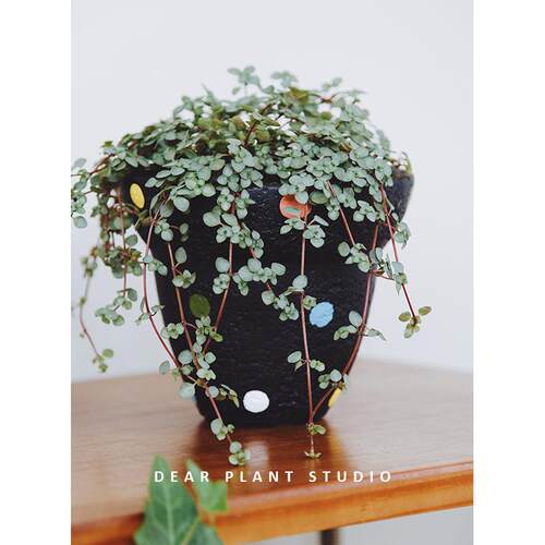 绿植雨林生态造景植物