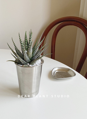 亲爱的绿植 条纹十二卷多肉植物室内盆栽ins金属风办公室桌面芦荟