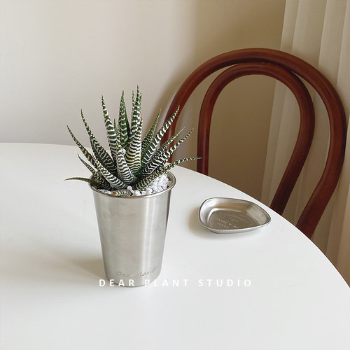 条纹十二卷盆栽室内绿植多肉植物